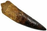 Fossil Spinosaurus Tooth - Massive Dinosaur Tooth #227272-1